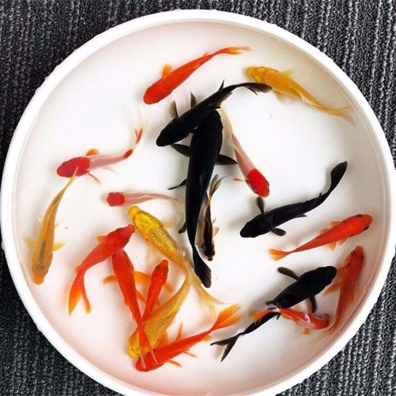 墨一锦鲤活鱼锦鲤金鱼活鱼观赏鱼锦鲤幼苗锦鲤风水鱼冷水 九五之尊