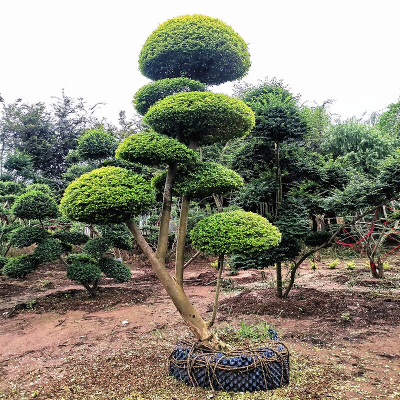 哲絮别墅亮晶女贞造型树亮晶女贞球庭院绿化植物棒棒糖植物四季长青