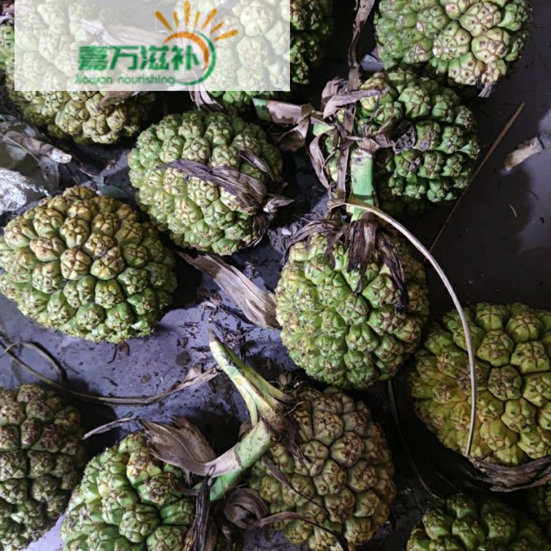 伟博买 山草药 野菠萝 假菠萝 露兜果 罗金堆 1000到2000克【嘉万滋补