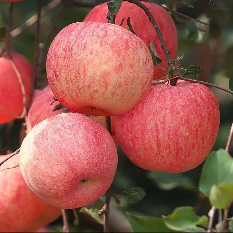 【精选生鲜】冰糖心红富士苹果水果新鲜整箱红富士丑苹果5/10斤 一个小果