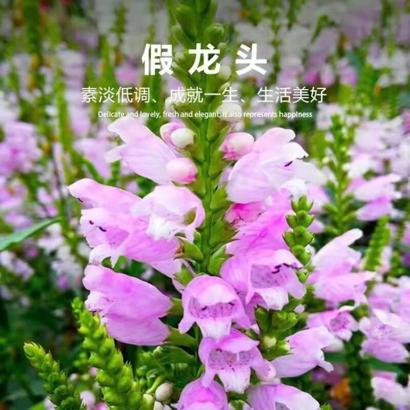 韵久假龙头种子景观绿化花卉种子露地被植物花坛摄影背景花海花籽 假