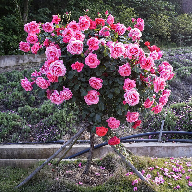 oemg高杆树桩月季花苗特大花朵花卉植物庭院四季开玫瑰棒棒糖树状月季