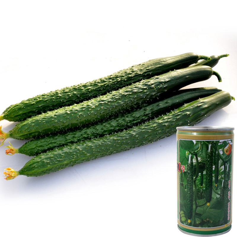 苏瑞黄瓜种子 高产耐低温 蔬菜种子优种 津优1号 津优一号黄瓜籽 津优