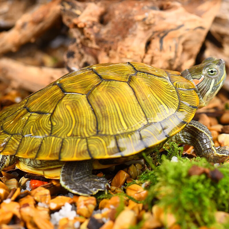 龟真寿京东自营旗舰店