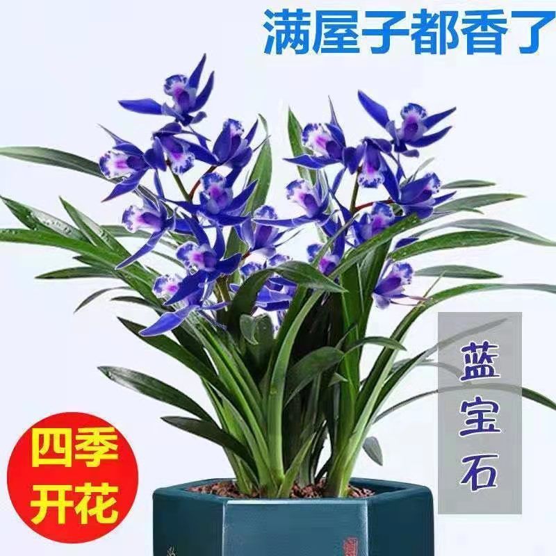 【精选】兰花盆栽浓香型兰花绿植花卉盆栽四季兰花苗好养易活耐寒 蓝