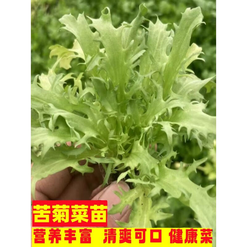 苦菊菜苗蔬菜苗秧苗辣椒苗黄瓜苗芹菜苗秋葵西瓜西红柿生菜油麦菜