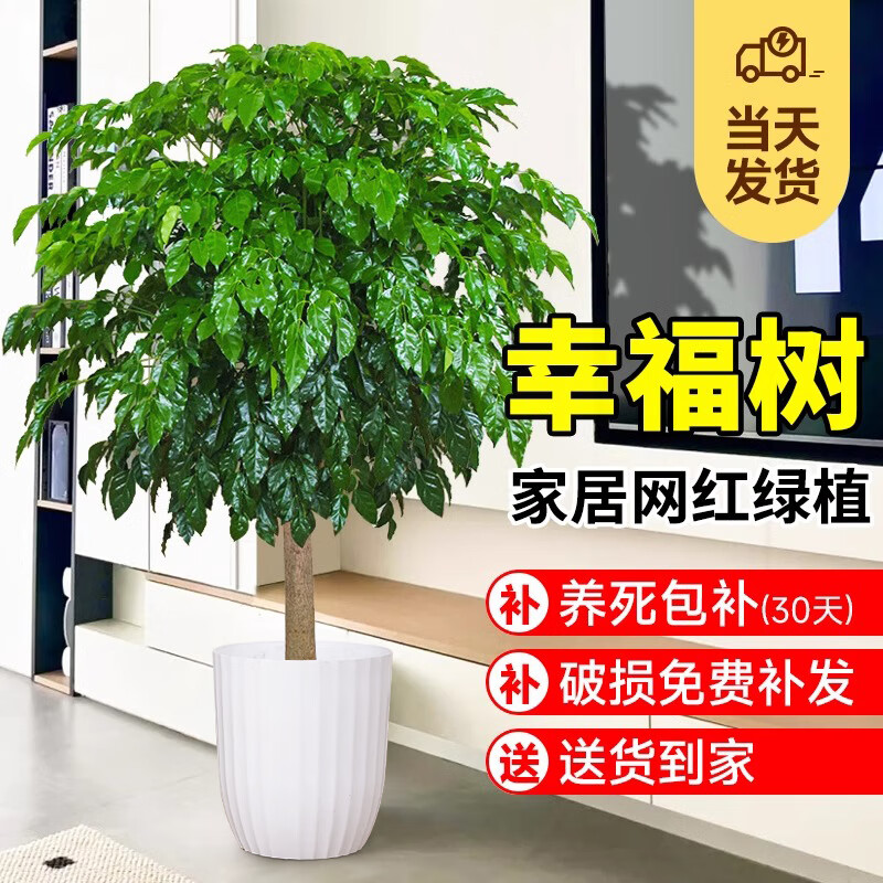 爱优尚幸福树盆栽客厅室内大型绿植办公室乔迁新家绿宝净化空气源头直发