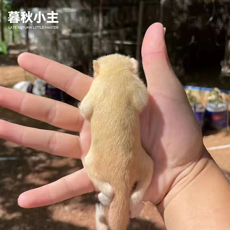 崽宠物雪地黄山金花松鼠活物魔王松鼠活体 黄白化松鼠幼崽(公母备注)