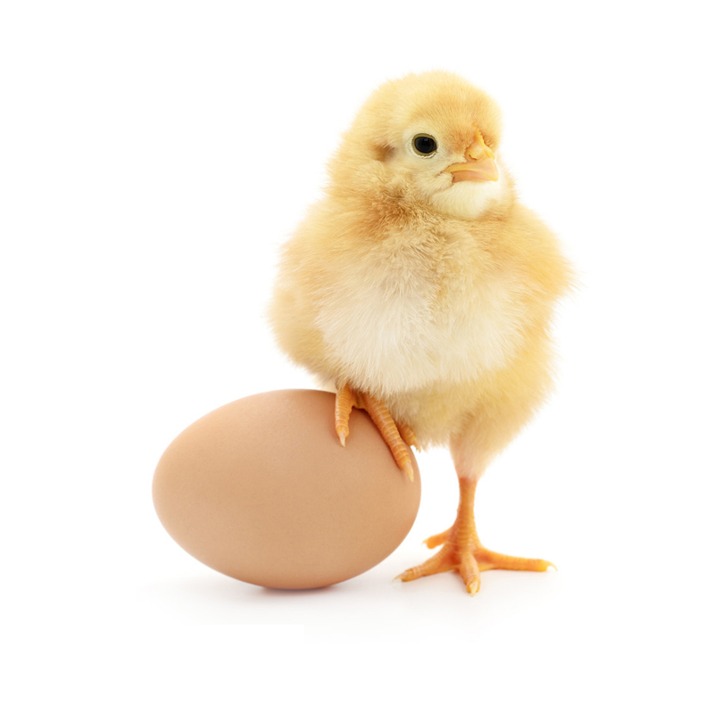 散养红瑶土鸡种蛋受精蛋可孵化小鸡食用受精卵新鲜高产鸡蛋10枚 鸡蛋