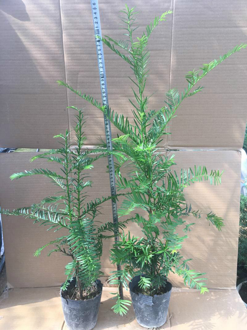 魔月(manamoon)红豆杉正宗南方树苗盆栽四季常青植物公母盆景室内 3棵