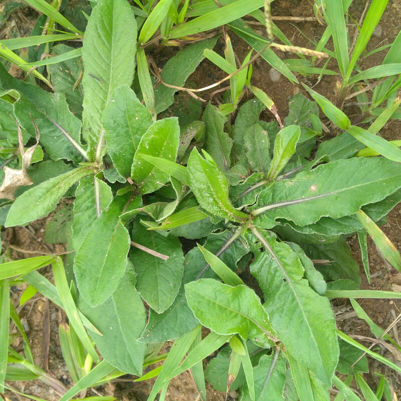 野生地胆草 新晒丁茄夫 磨地胆 苦地胆 坐地娘煲汤中草药材·**