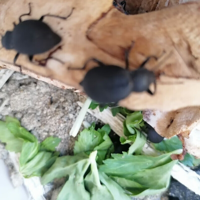 荣郁云南野生臭壳子虫臭屁虫琵琶甲虫高脚虫香姑娘虫臭壳虫活体 10只