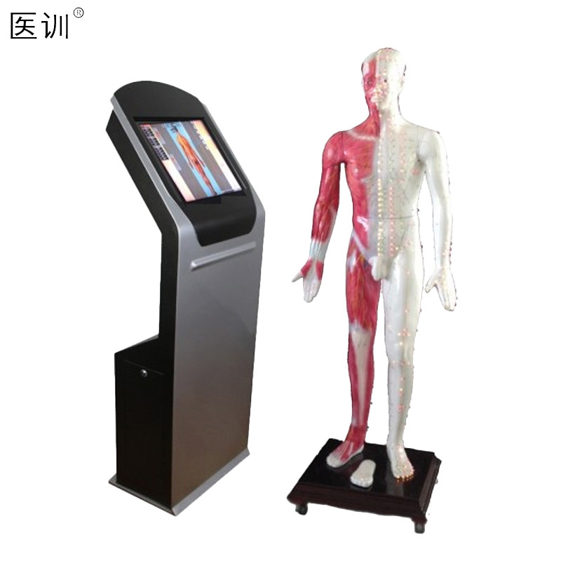 医训 多媒体按摩点穴电子人体模型多媒体人体穴位发光针灸数字交互