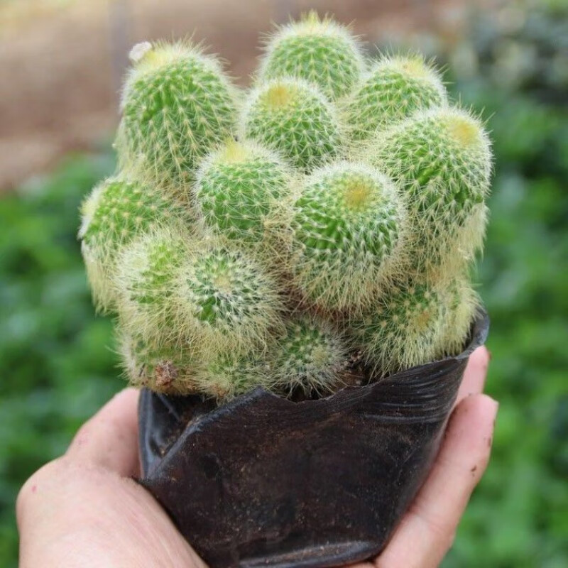 柯必达金丝猴仙人球盆栽开花植物迷你多头15-20头左右仙人球多肉植物