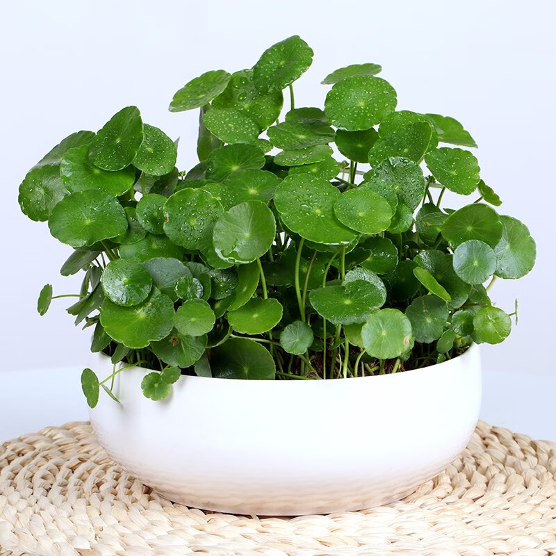 留芝加哥？德罗赞与公牛的他日合约价格和潜力琢磨(德罗赞32分拉文26分公牛胜爵士)