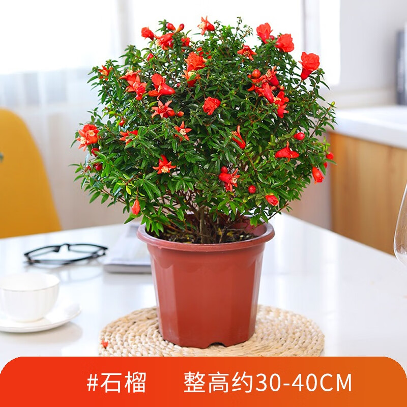 clcey石榴树苗老桩盆景结果食用盆栽植物室内外好养花卉绿植观赏石榴