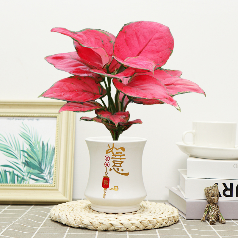 格调生活吉利红绿植盆栽花卉室内客厅办公易养活吸水盆红色植物美观