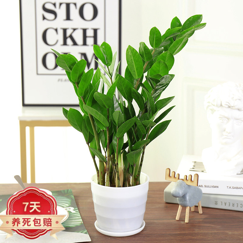 金钱树盆栽植物室内花卉客厅办公室大发财树绿植盆景z5 30-40厘米金钱树8棵左右(白色螺纹盆) 不含盆使用感如何?
