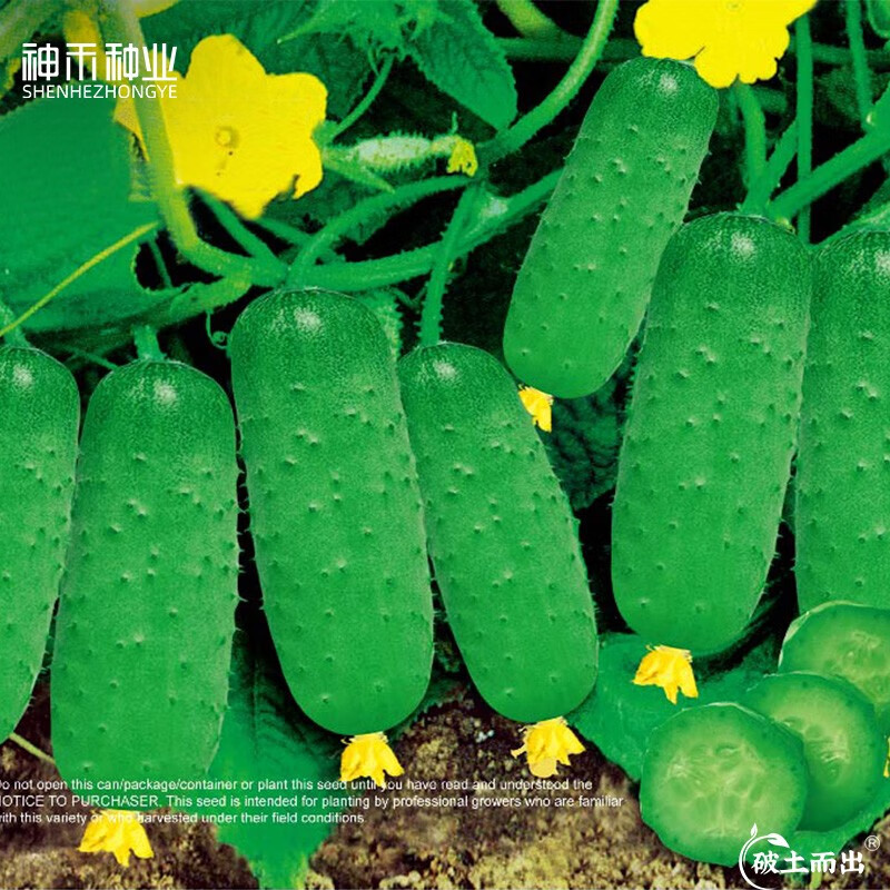 神禾适合春天种的青菜种子籽蔬菜品种大全春季阳台盆栽家庭种植 爬