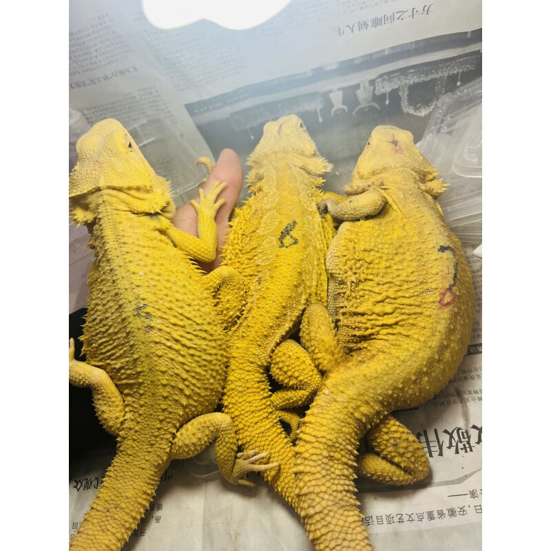 凡佰酷鬃狮蜥蜴活的宠物幼体入门级爬宠异宠温顺不咬人柑橘红系白zero