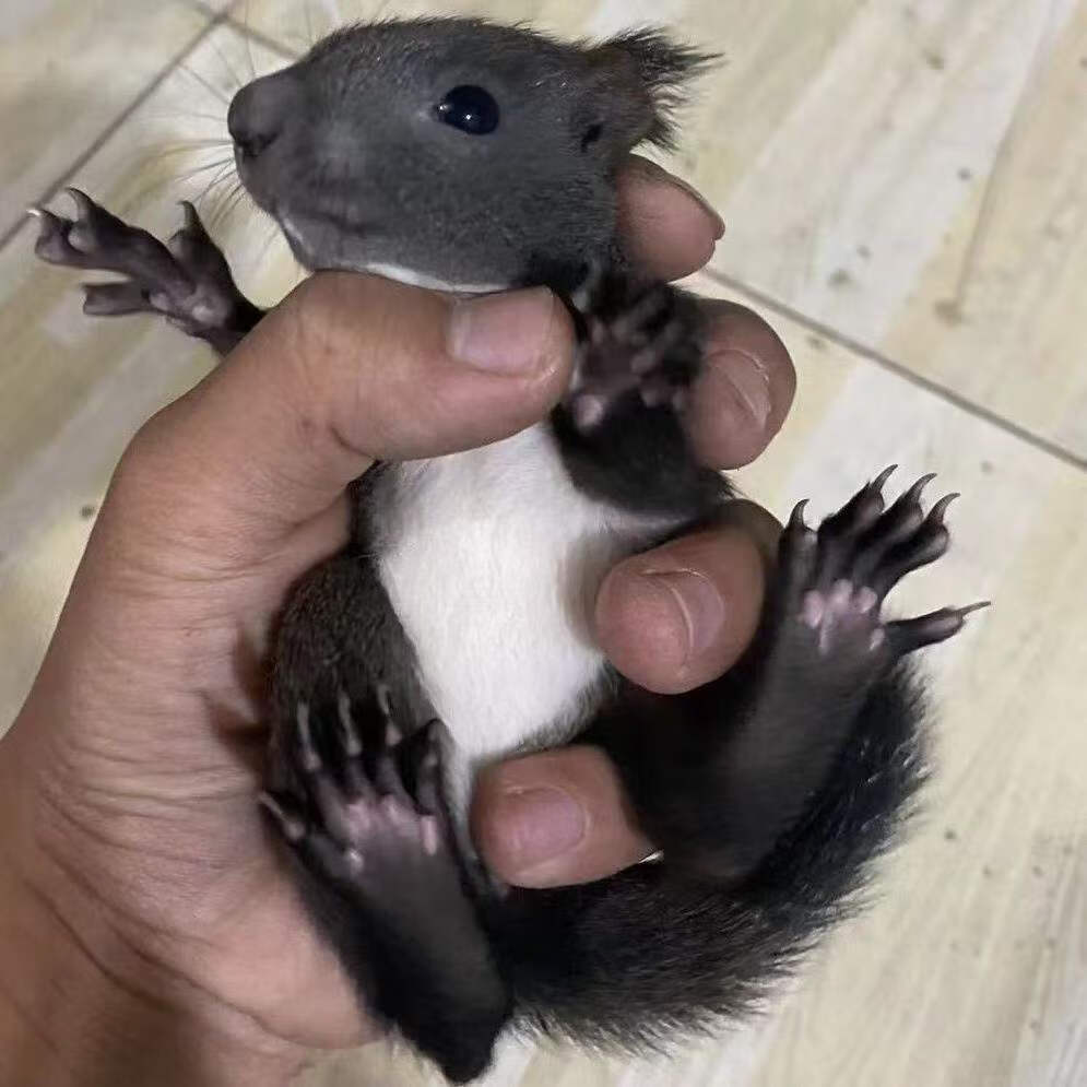 迪士农庄园 dsnzy松鼠活物松鼠家养便宜松鼠三色幼崽活物幼鼠活体宠物