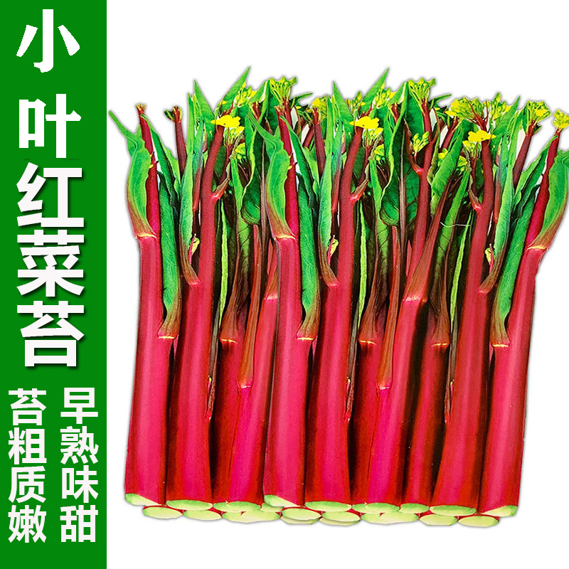 民汇园武汉洪山菜苔小叶佳红红菜苔 红菜薹菜心苔色亮红小尖叶脆甜味