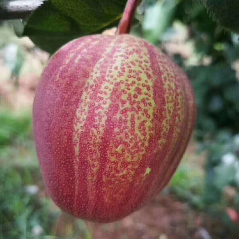 桃李村陕西彩虹梨新鲜当季水果整箱应季梨子现摘现发香梨红酥 精选果