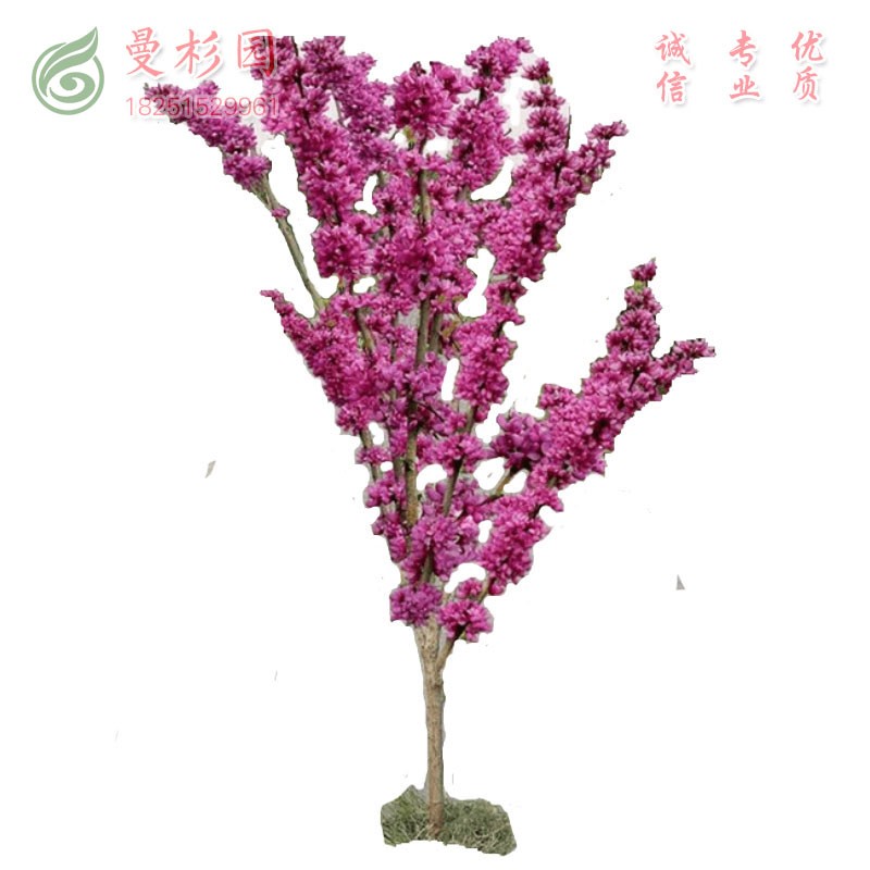 占地紫荆苗 满条红庭院开花树苗 耐寒绿化苗 40-60cm紫荆花小苗10株
