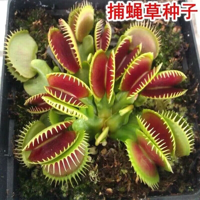 香草种子驱蚊除虫种子花种子庭院阳台盆栽花卉草种子 捕蝇草10亮 