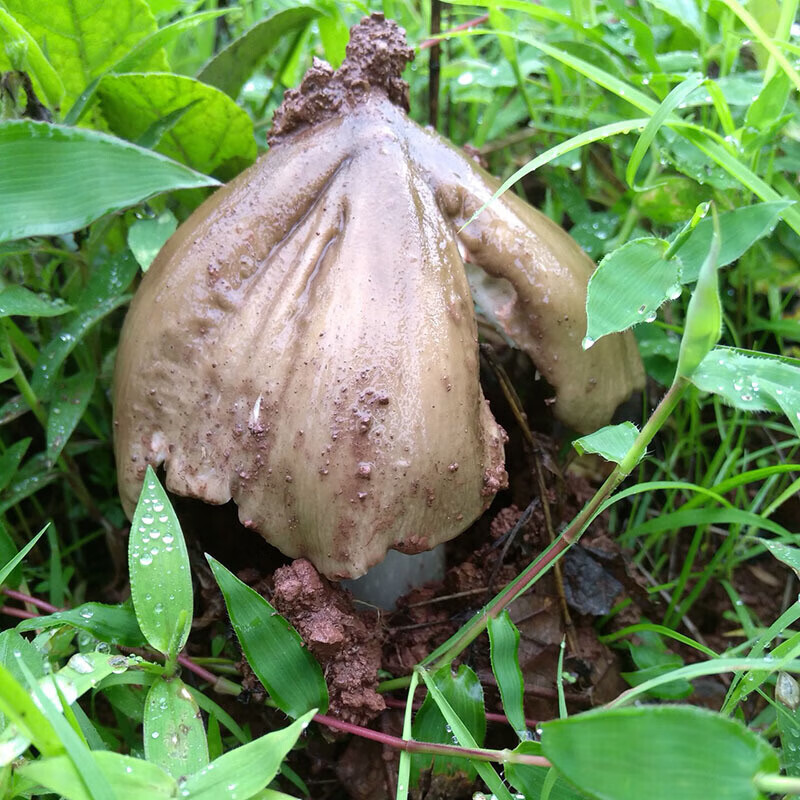 虎钢馋新鲜鸡枞菌云南鸡枞鸡棕斗鸡菇伞把菇半开伞菌新鲜鸡纵 500 开