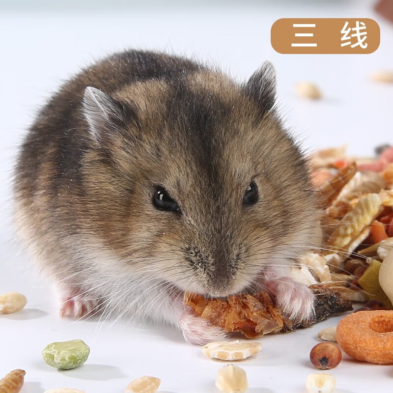 网红萌宠家养小仓鼠活物已运输包活金丝熊活体长毛熊宿舍小宠物沙