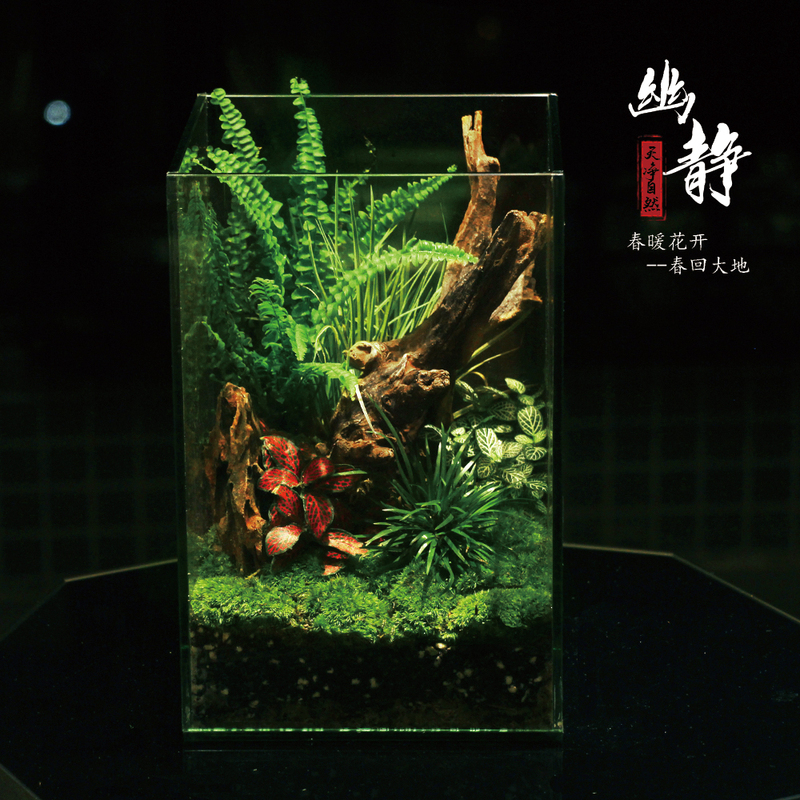 缸雨林缸造景套餐苔藓生态瓶桌面盆栽茶台盆景成品 幽静含缸(diy材料