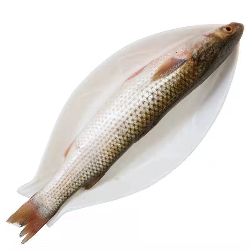 安峰山新鮮大梭魚鮮活鯔魚烏頭魚海捕新鮮魚冰鮮 一條1.2-1.5斤左右 一條