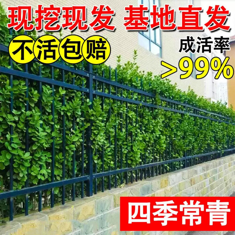 歐悟法國冬青樹苗直立籬笆墻庭院圍墻植物四季常青耐寒北海道黃楊綠化 北海道冬青80-1米高【10顆】