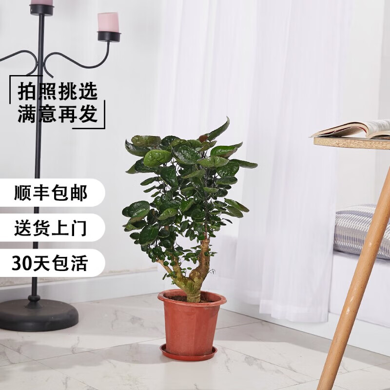 金钱兜金钱树室内大型绿植大盆栽植物圆叶钱多多除甲醛办公室客厅 高