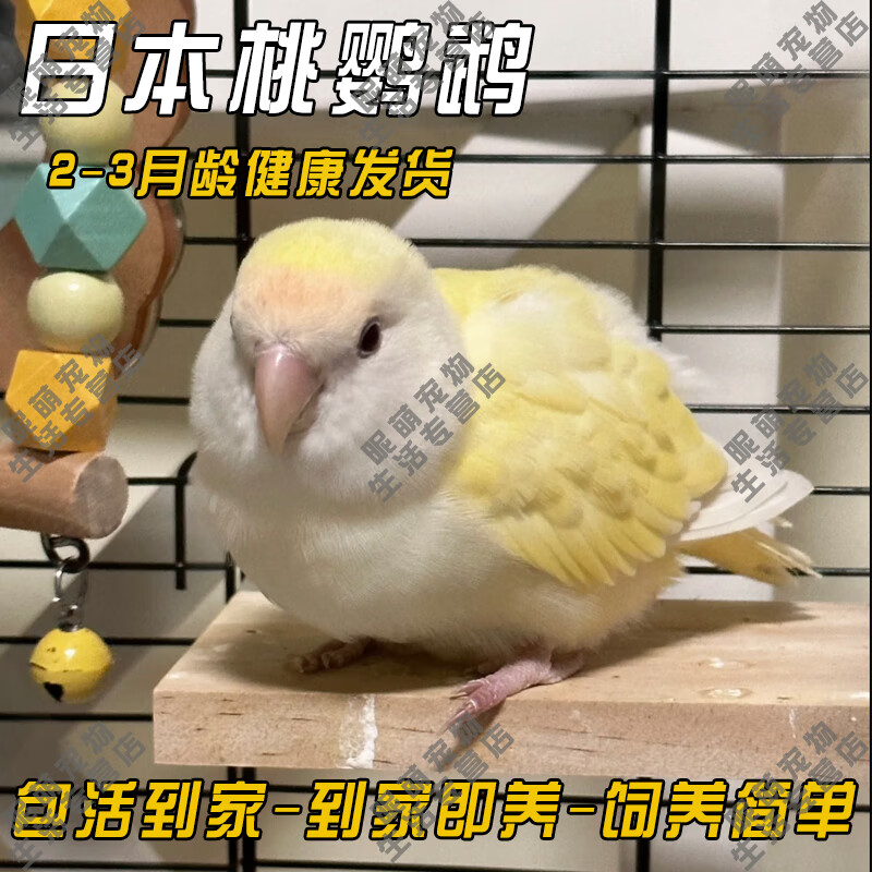 牡丹鹦鹉黄桃绿桃雏鸟蓝腰蓝银紫罗兰半毛小鸟宠物鸟鹦鹉活体 日本桃