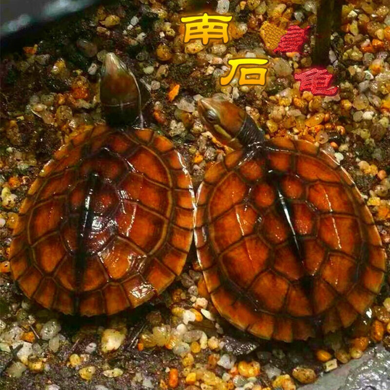 纯种石金龟 南石福龟  越南石龟活体 黄金龟 乌龟活体 金头龟 25-45克(5-6厘) 2只情侣装