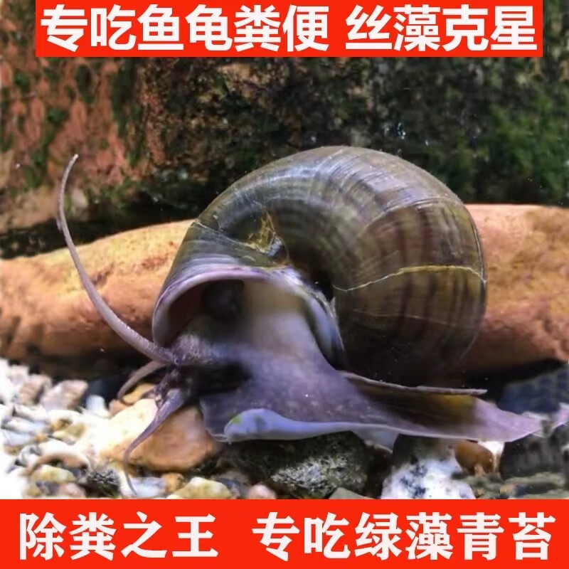 黄金蚬专吃鱼屎粪便鱼缸观赏清洁工具螺净化水质冷水观赏黄金河蚌 4-5厘米除藻工具螺4只不吃水草