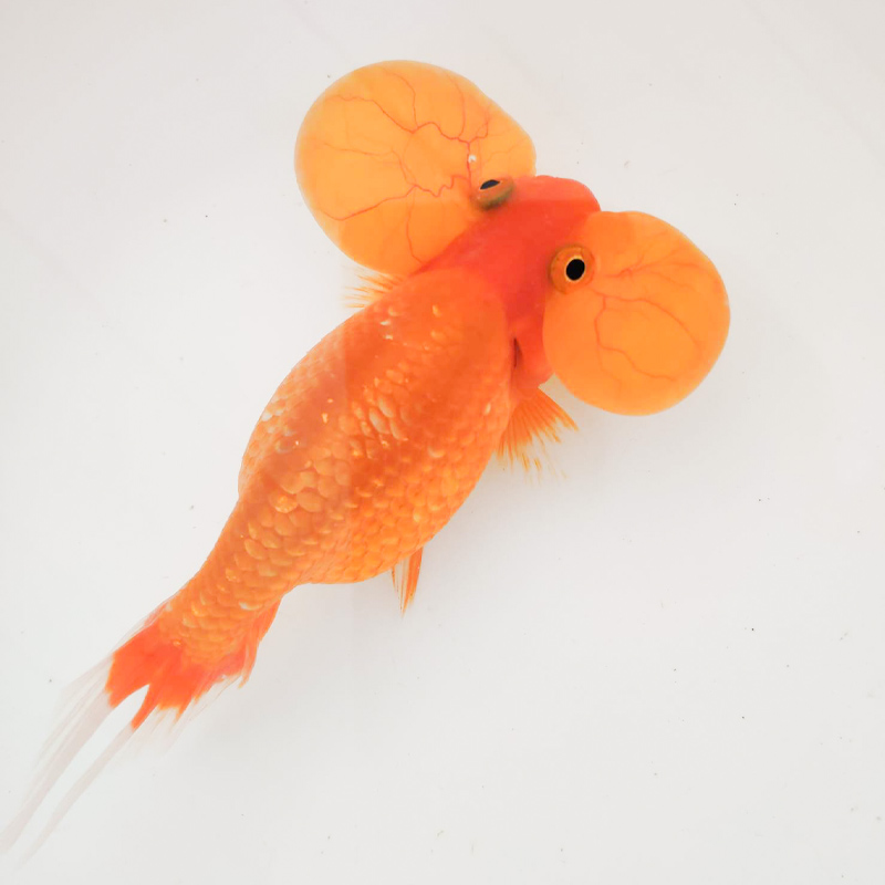 不二臣水泡眼金鱼鼠头皇冠珍珠金鱼活鱼精品丹顶红稀有冷水鱼好养淡水