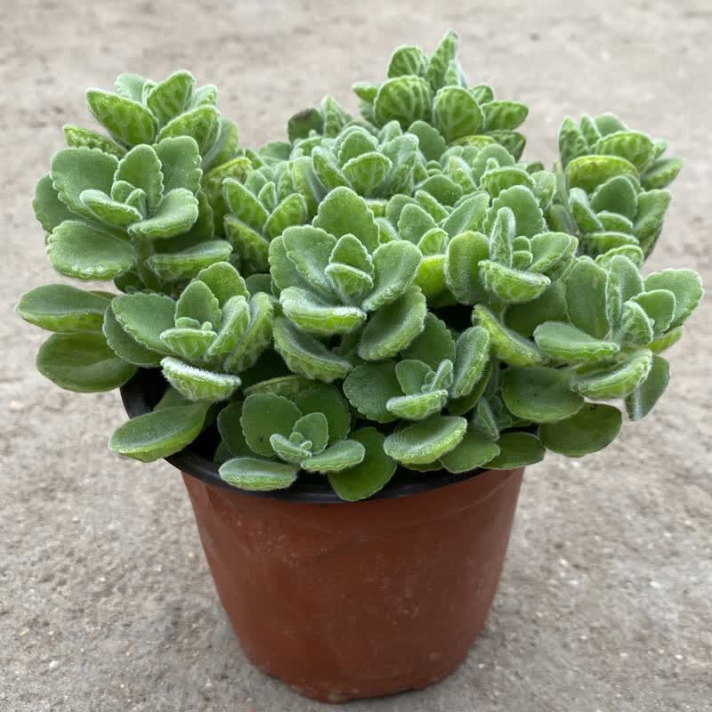 碰碰香花盆栽一抹香喷喷香随手室内多肉老桩植物香味 碰碰香一盆【原