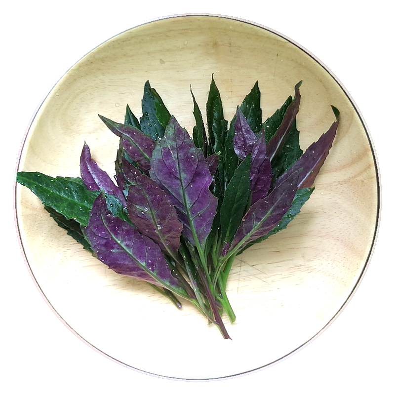 高端叶类新鲜蔬菜 紫背天葵（龙虎叶）250g