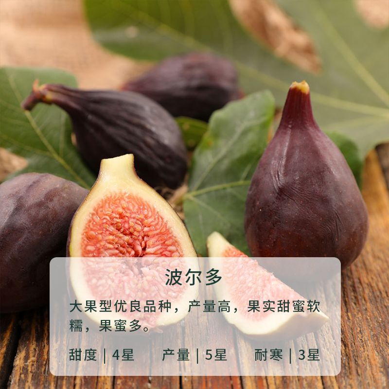 无花果盆栽水果树苗阳台室内庭院种植食用耐寒易活好养 波尔多 2加仑