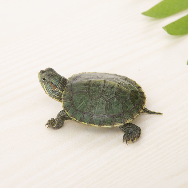 【店铺推荐】巴西龟大小乌龟活体黄金乌龟活物家养母宠物龟大 2-3cm