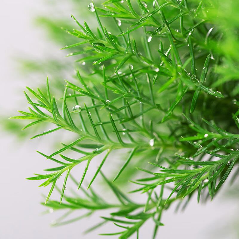 叹为观止雾松盆栽雾凇四季常青好养小盆景绿色小盆栽造型花卉客厅微景观 六年苗大雾松一颗(不含盆) 带盆栽好