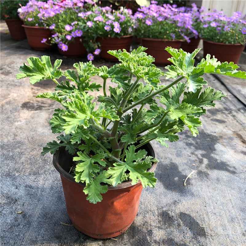 卧室室内驱蚊植物夏季防蚊子效果好大盆避蚊草绿植花卉 驱蚊草小盆 不