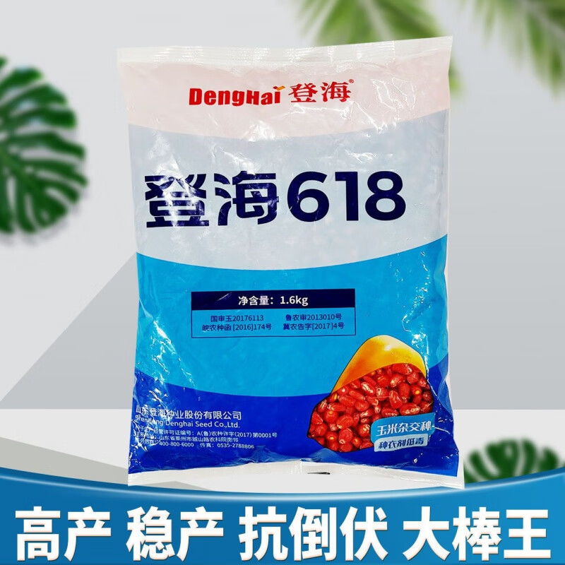 咯咚登海618国审杂交玉米种籽特大棒早熟高产饲料苞谷种子南北方 高产
