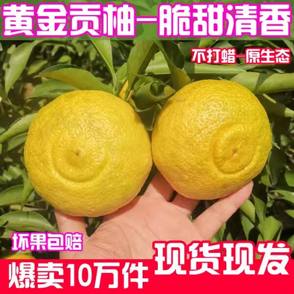 超甜洪江雪峰黄金贡柚湖南怀化5斤大果新鲜水果春香柚象山 5斤 中果-（果径70-75MM）