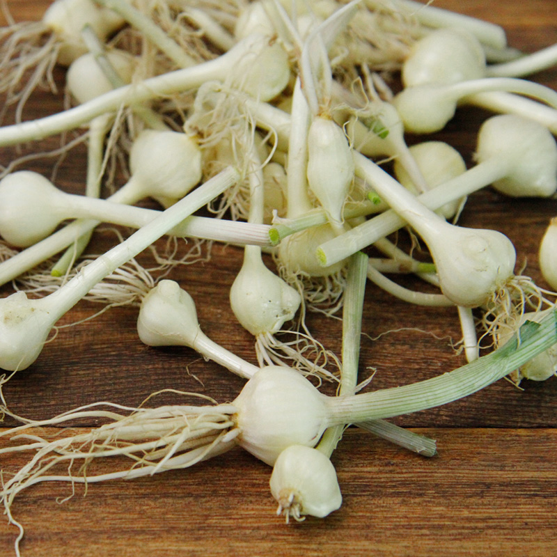 东北特产小根蒜1斤装 新鲜小根菜山野菜 大脑瓜蹦 2000g