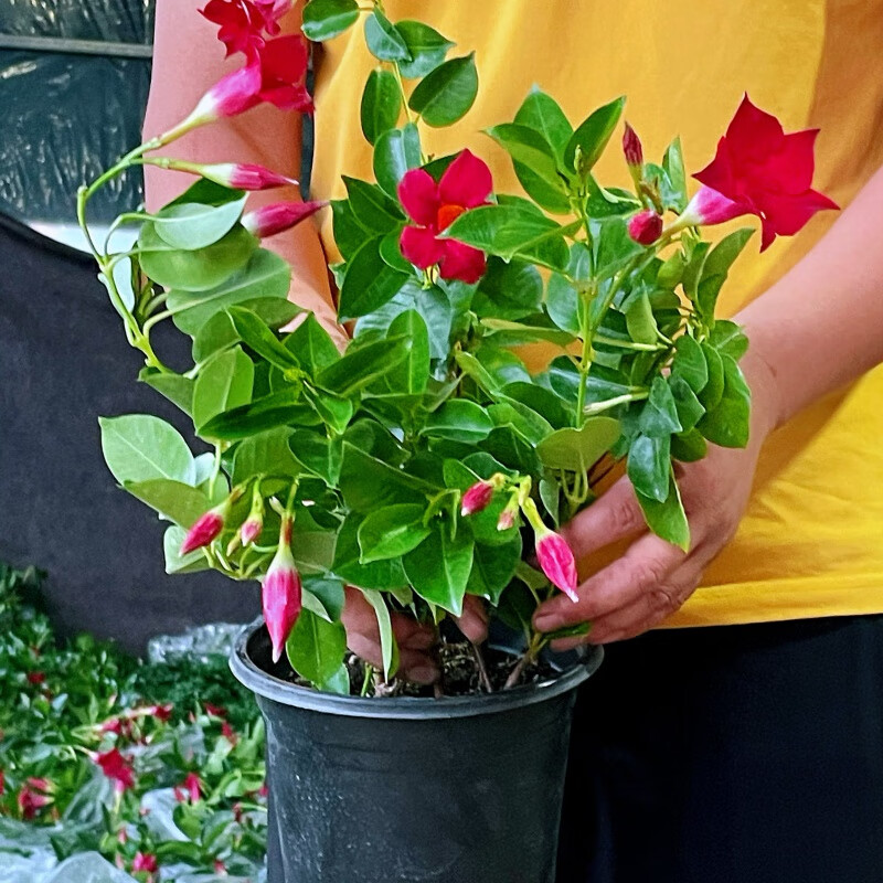 中梦    万里飘香藤四季开花室内外庭院爬藤植物双喜藤绿植花卉 红色