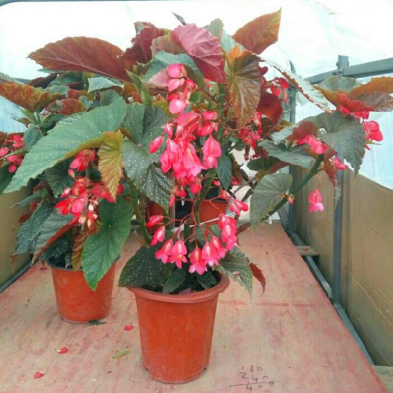 斑叶竹节秋海棠花卉绿植物室内阳台办公室客厅摆放植物 好养易活开花